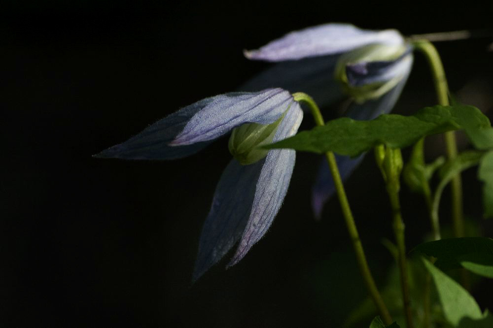 jb_clematis_4038.jpg