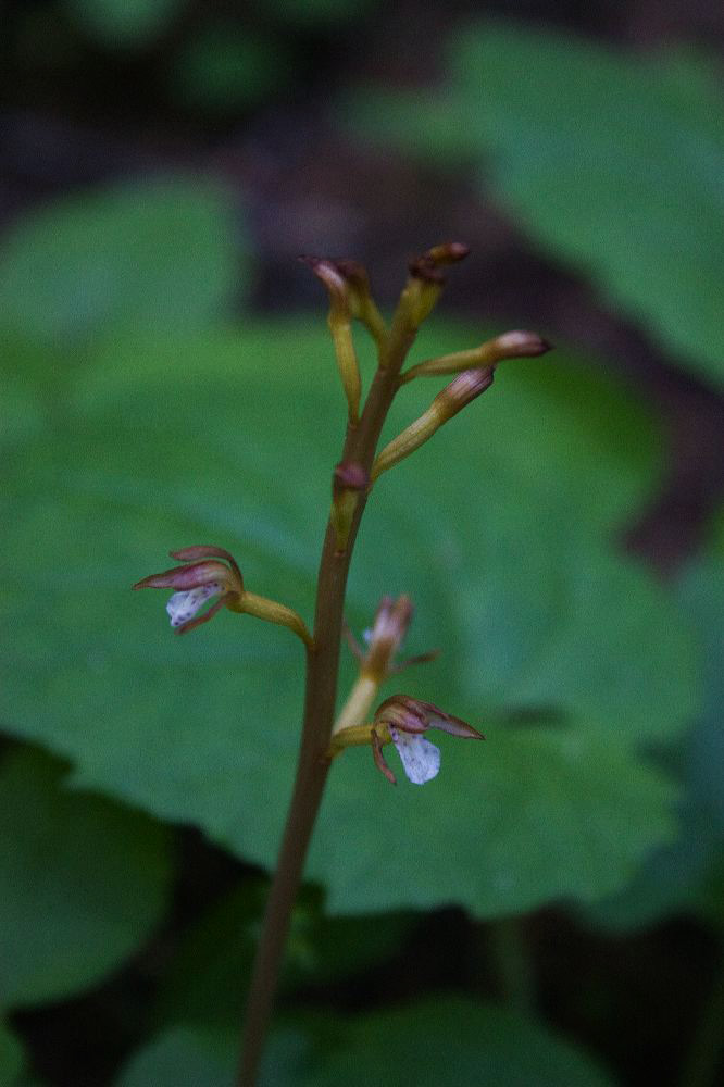 jb_coralroot-spotted_5858.jpg