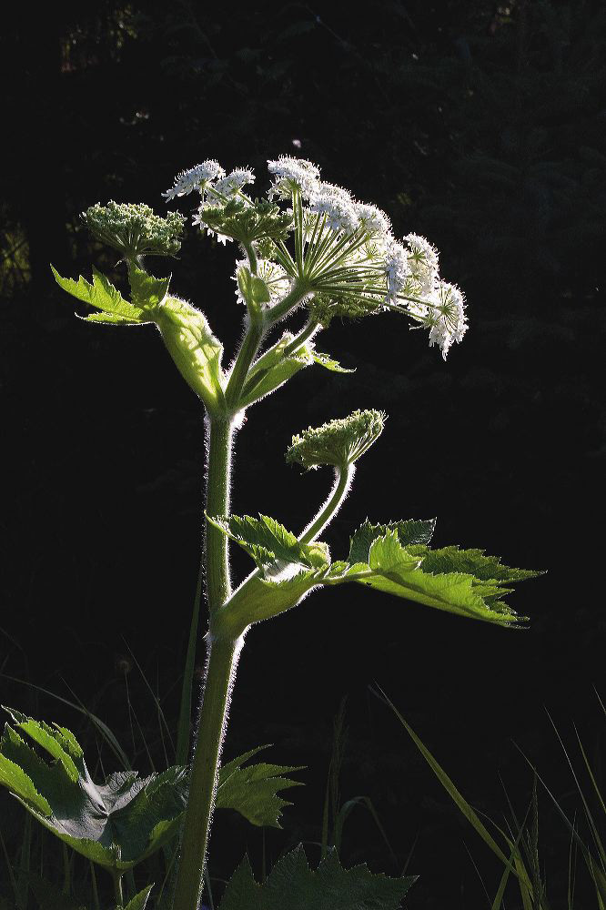 jb_cowparsnip_2731.jpg
