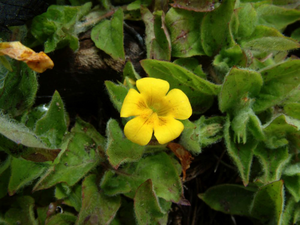 jb_creepingmonkeyflower_02.jpg