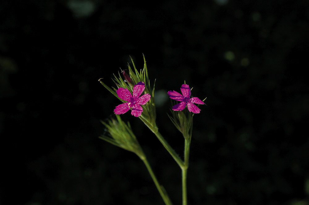 jb_deptfordpink_001.jpg