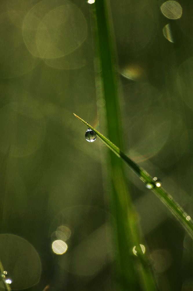 jb_dew-grass_0571.jpg