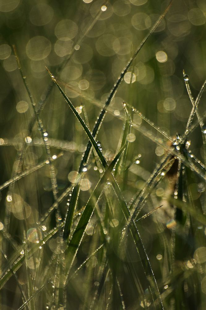 jb_dew-grass_0572.jpg