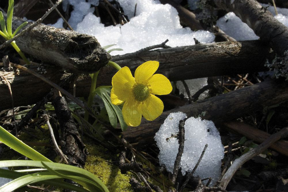 jb_earlybuttercup_004.jpg