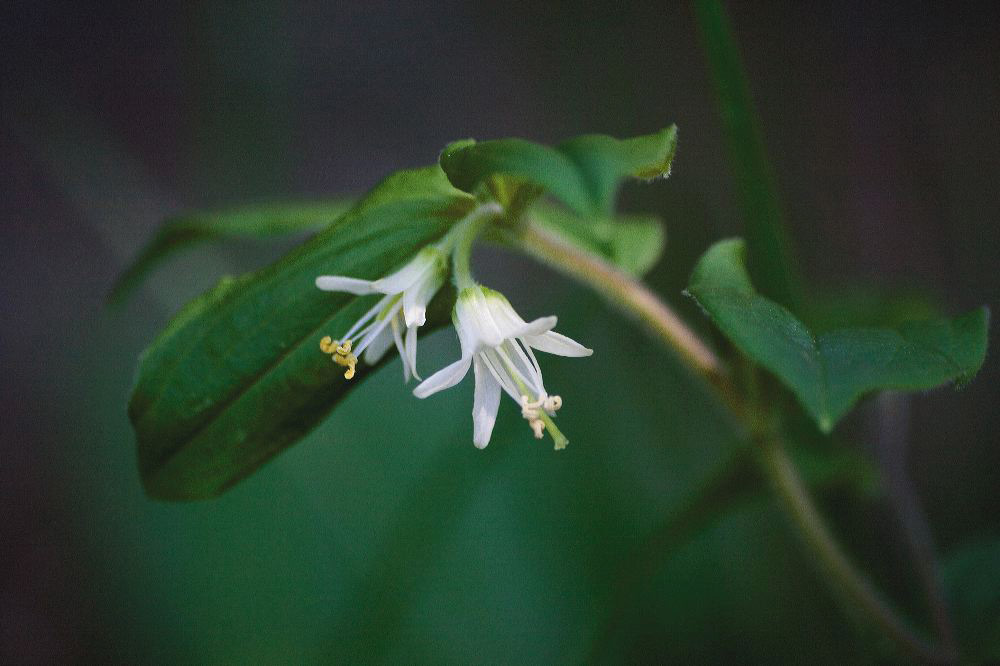 jb_fairybells_4035.jpg