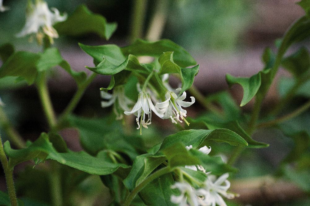 jb_fairybells_4066.jpg