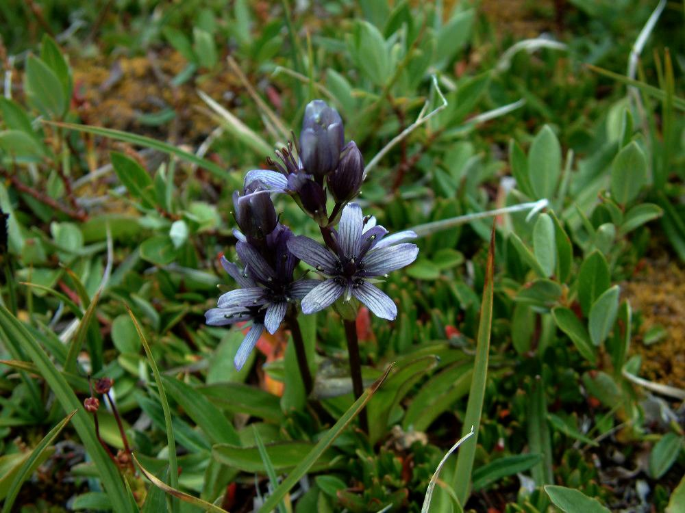 jb_felwort_0025.jpg