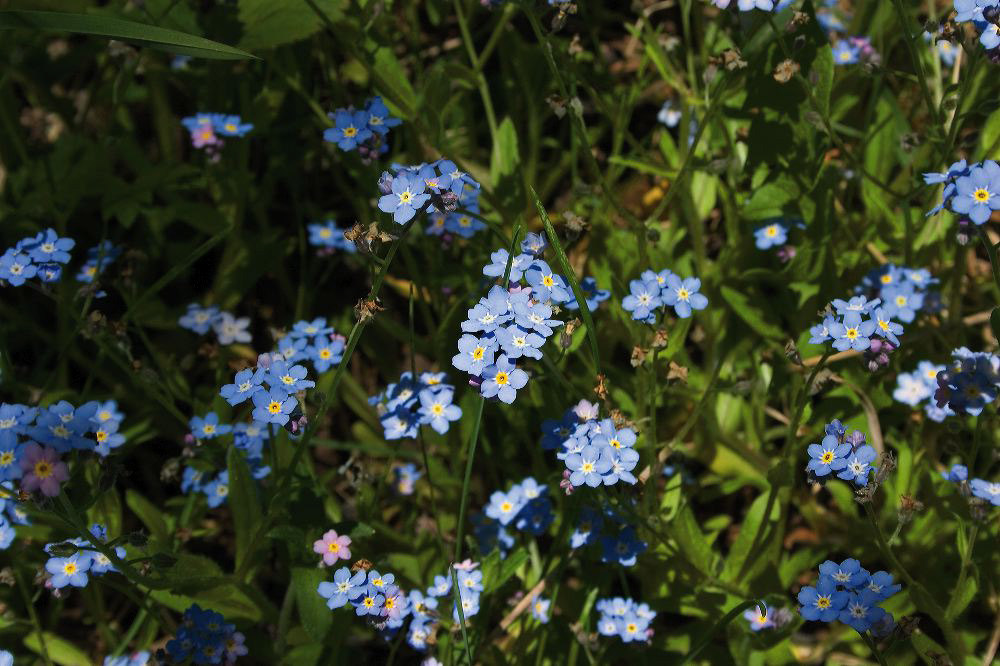 jb_forgetmenots_001.jpg