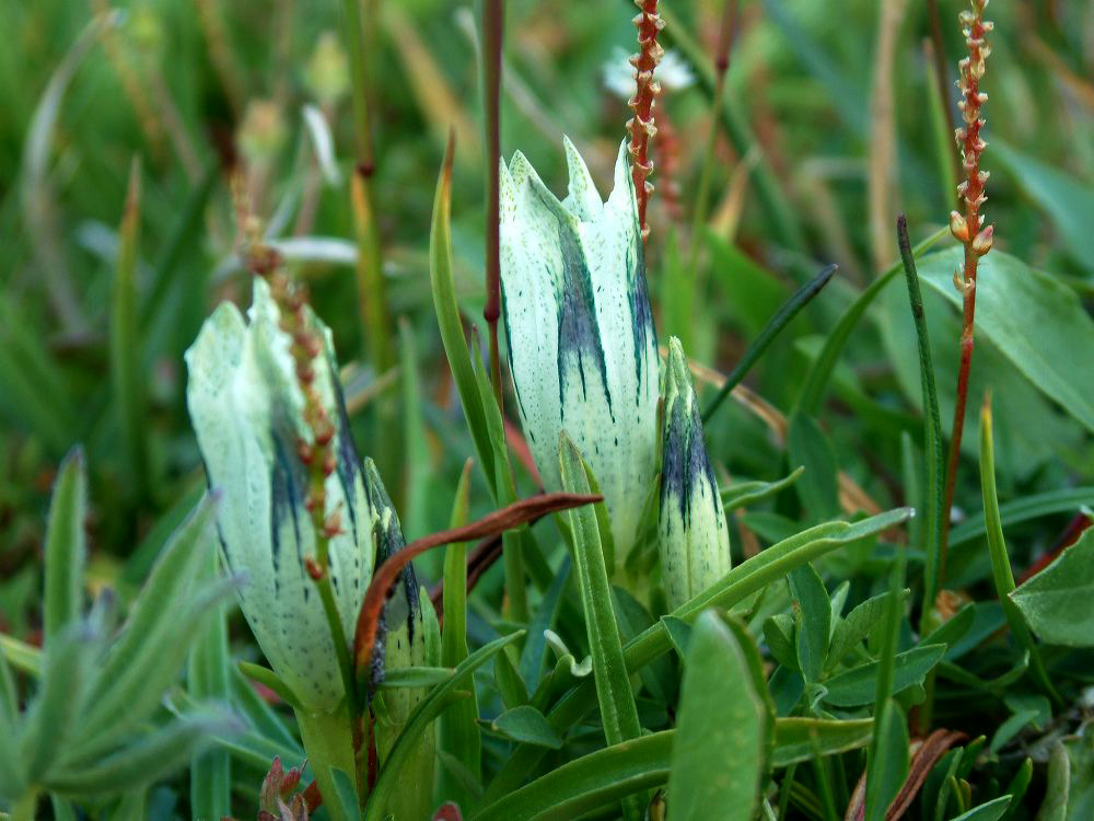 jb_gentian-arctic_0121.jpg