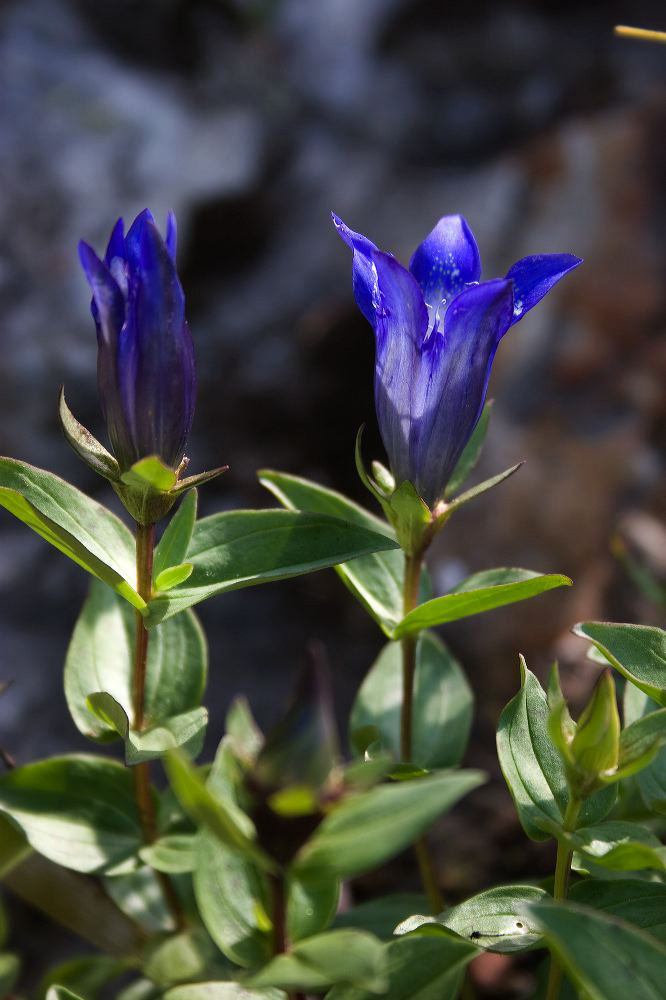 jb_gentian-blue_5906.jpg
