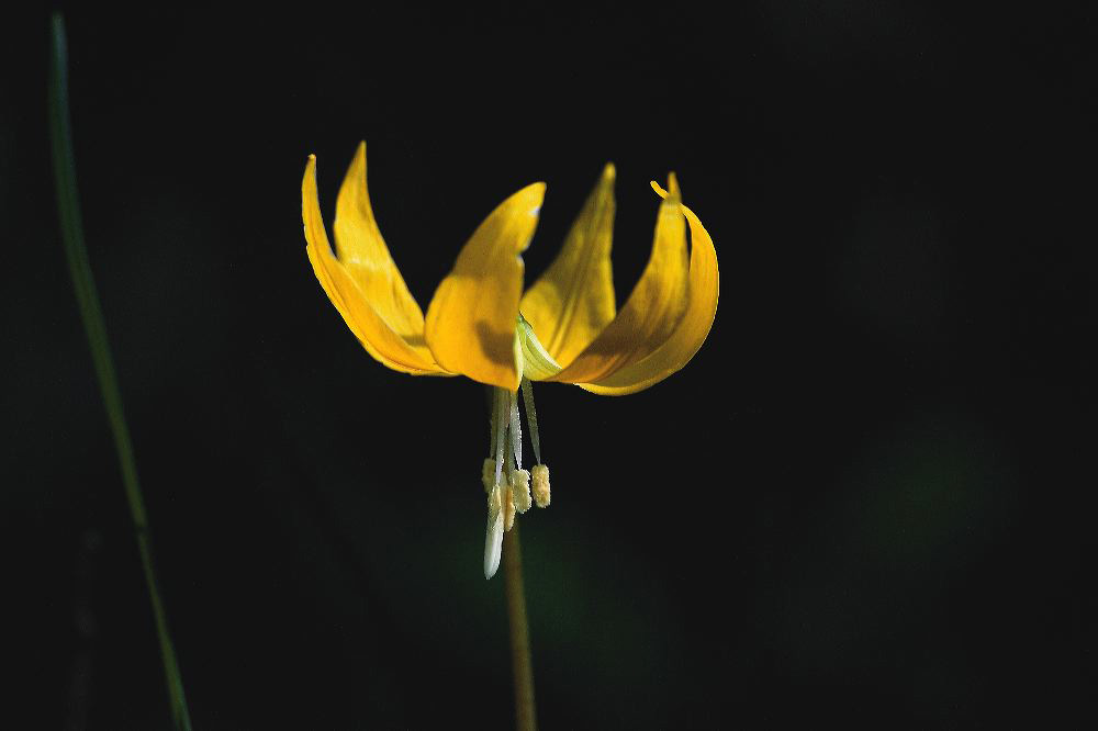 jb_glacierlily_4034.jpg