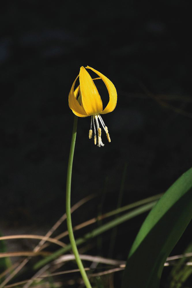 jb_glacierlily_4043.jpg