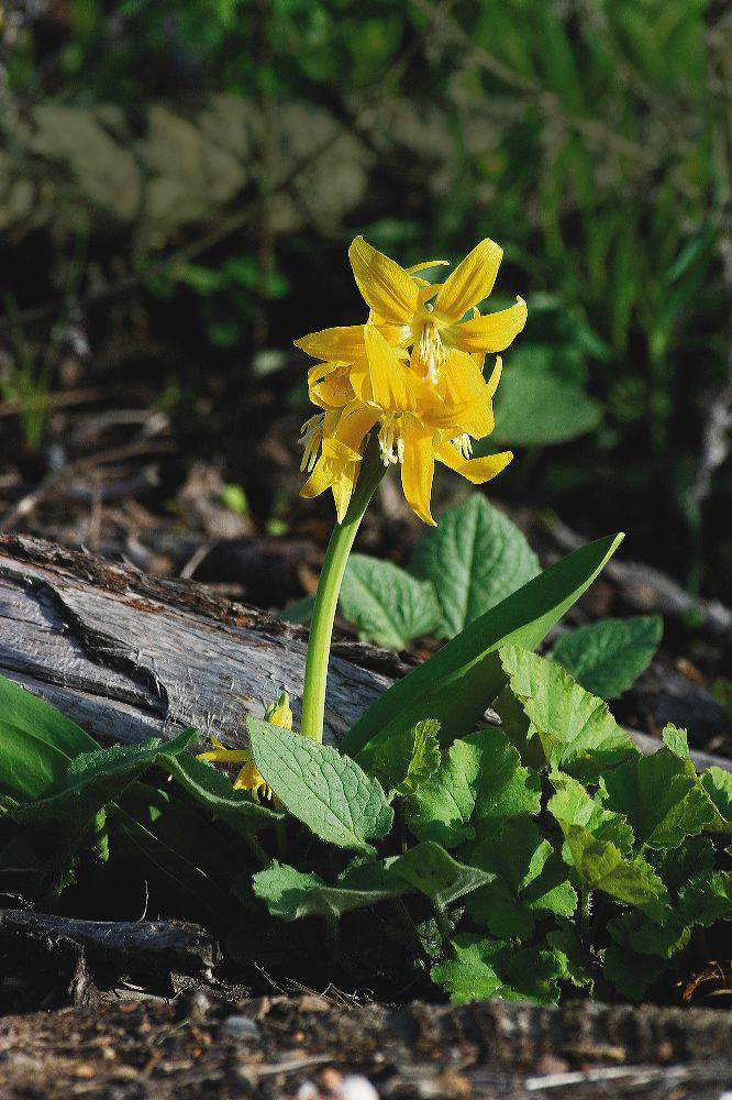 jb_glacierlily_4070.jpg