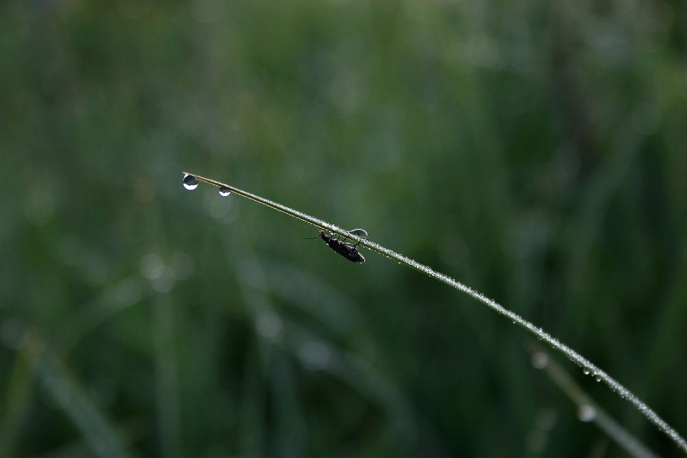jb_grass-dew-bug_5704.jpg