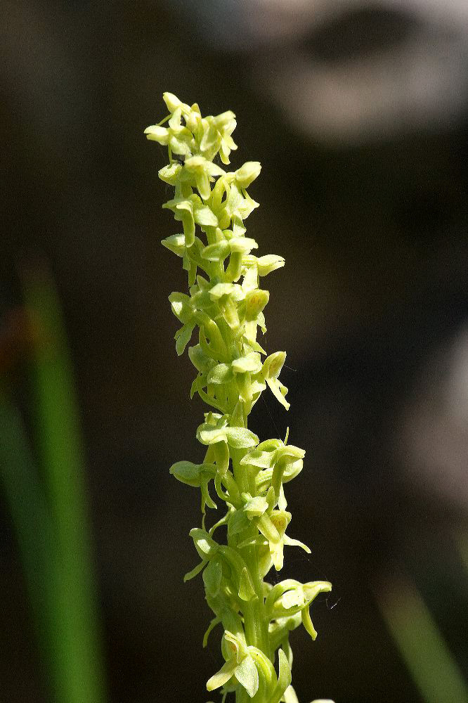jb_greenbogorchid_4516.jpg
