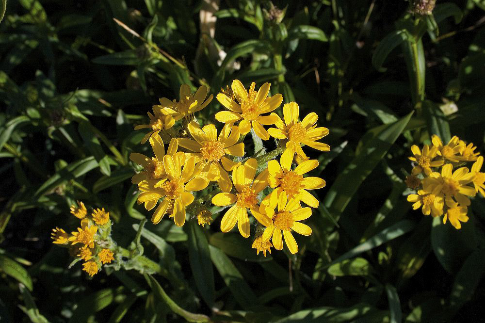 jb_groundsel_002.jpg