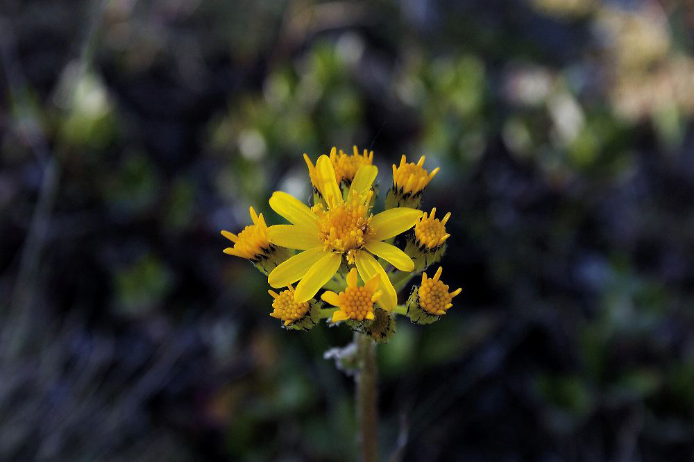jb_groundsel_003_1336.jpg