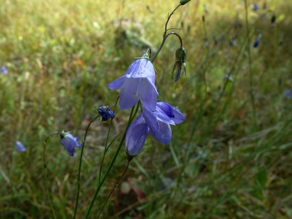 jb_harebells_01.jpg