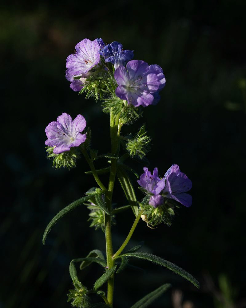 jb_heliotrope_2495.jpg
