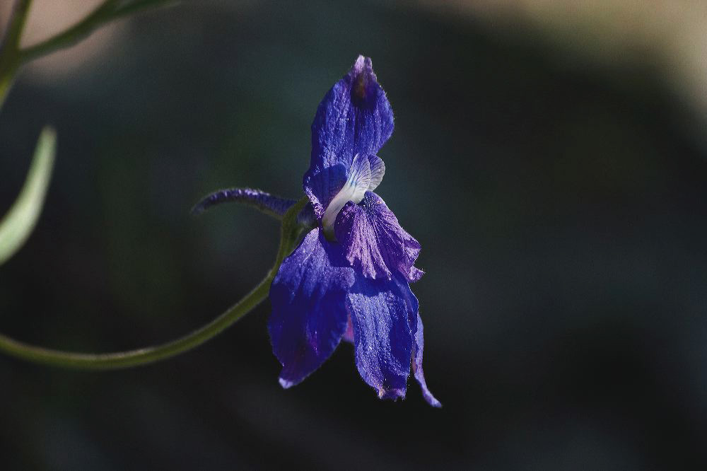 jb_larkspur_4062.jpg