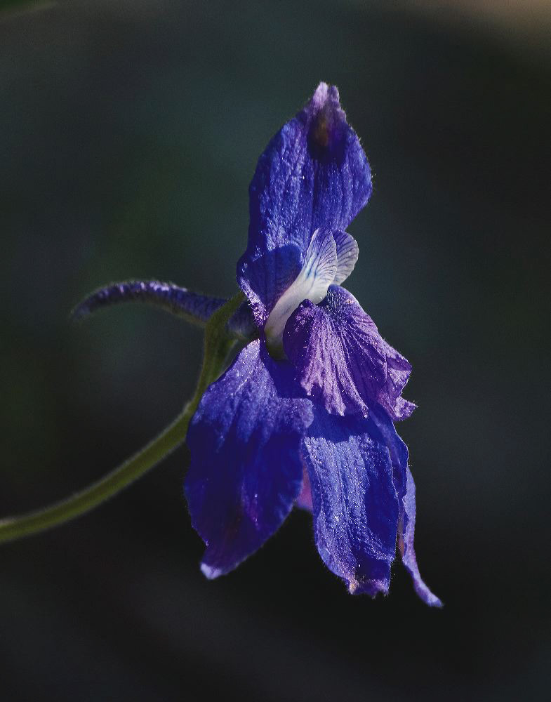 jb_larkspur_4062a.jpg