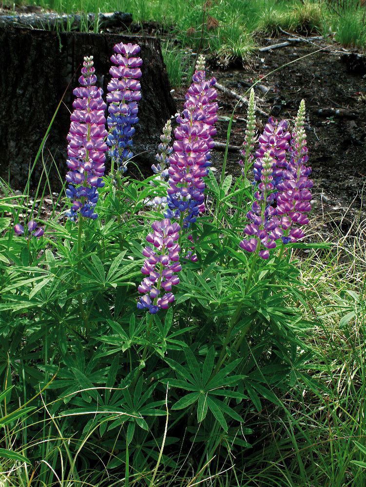 jb_lupine_03_lg.jpg