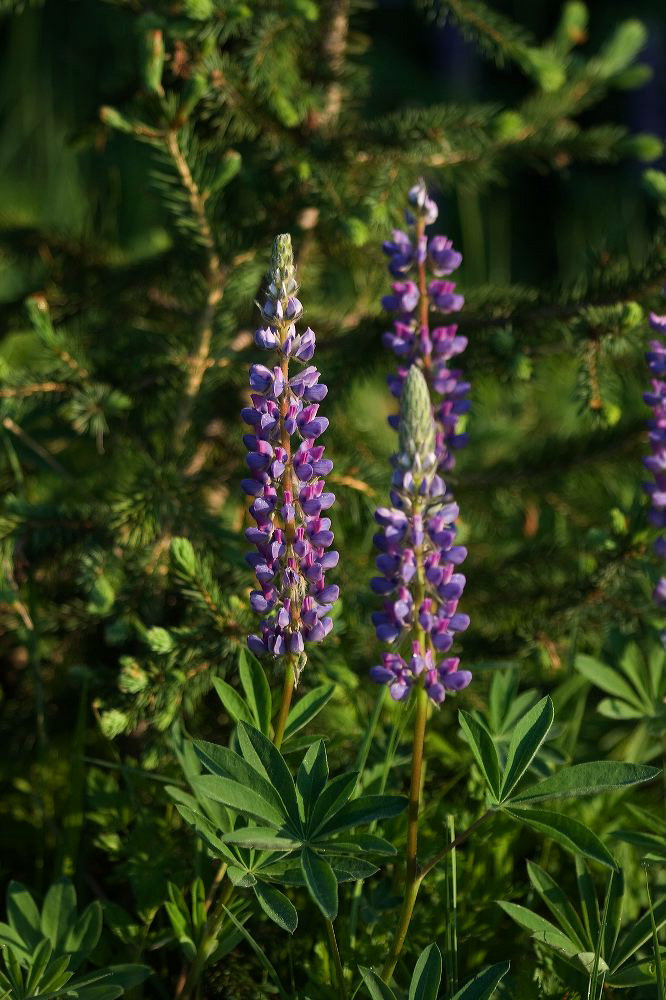 jb_lupine_0587.jpg