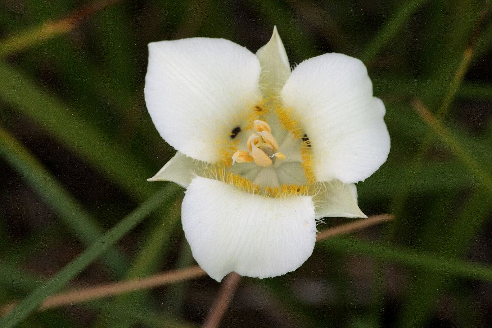 jb_mariposalily_4537.jpg