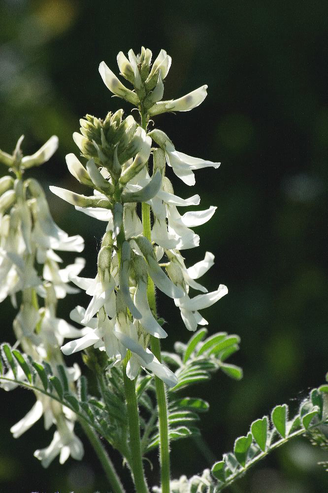 jb_milkvetch_4348.jpg