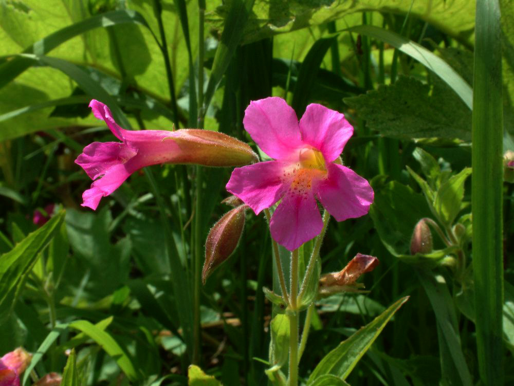 jb_monkeyflower-pink_0109.jpg