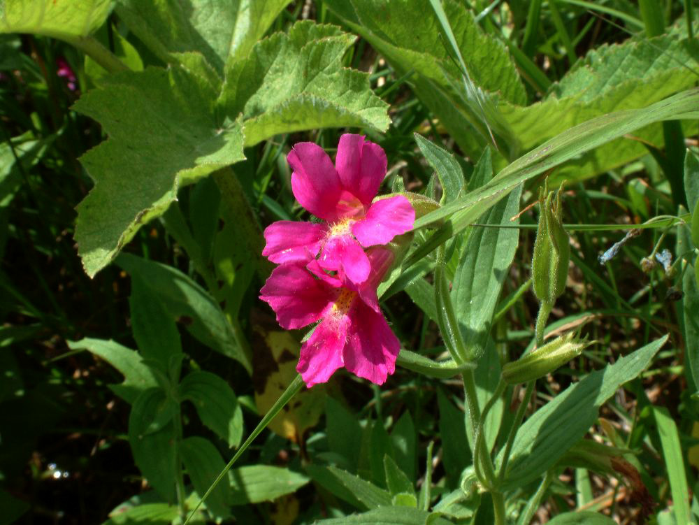 jb_monkeyflower-pink_0110.jpg