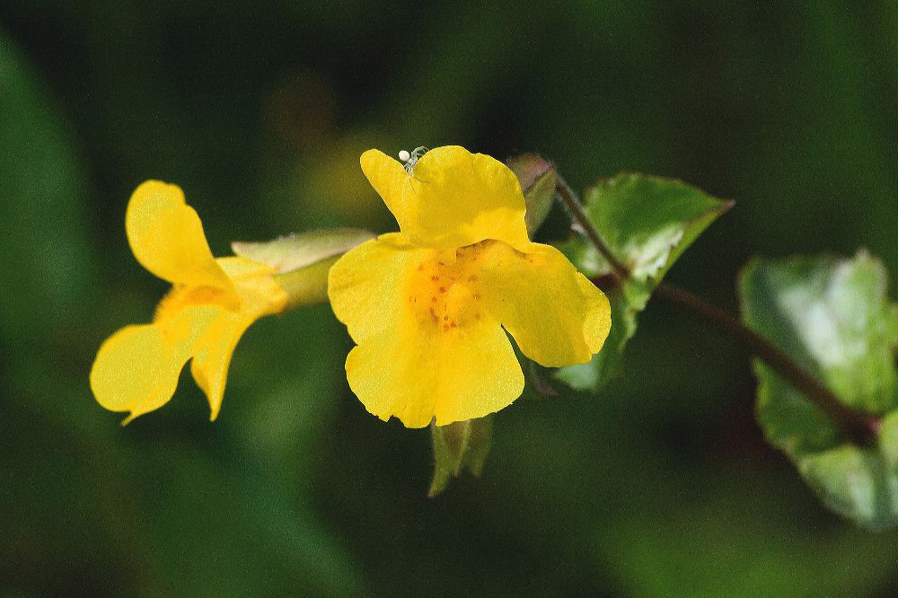 jb_monkeyflower_4530.jpg