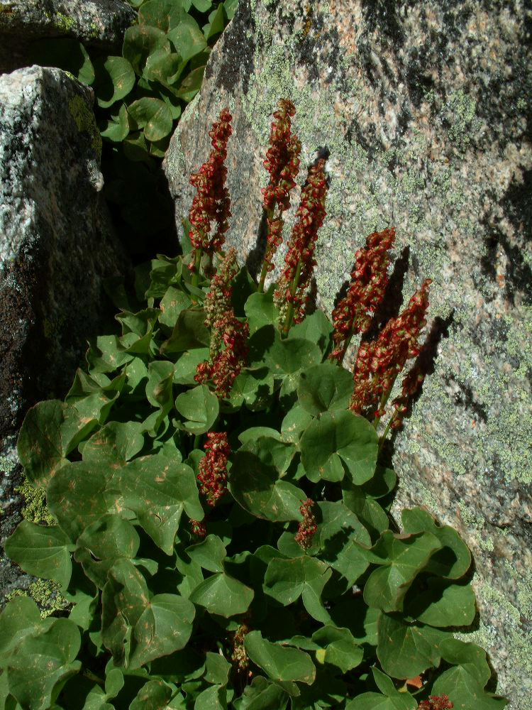 jb_mountainsorrel.jpg