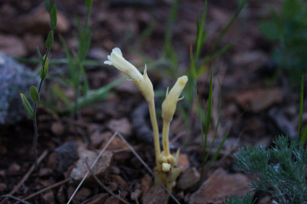 jb_nakedbroomrape_4374.jpg