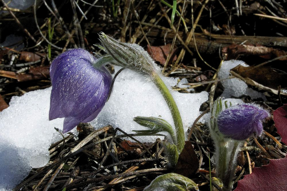 jb_pasqueflower_004.jpg