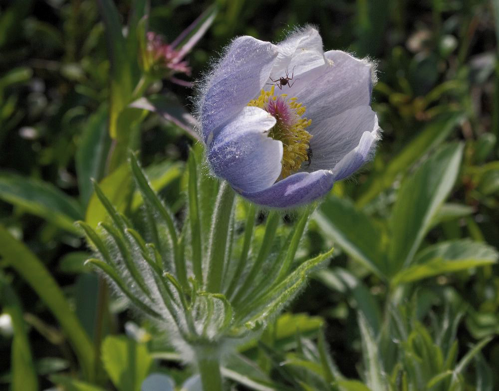 jb_pasqueflower_005.jpg