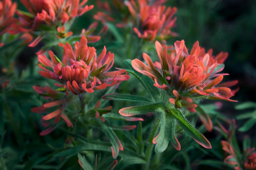 jb_peachpaintbrush_5363.jpg