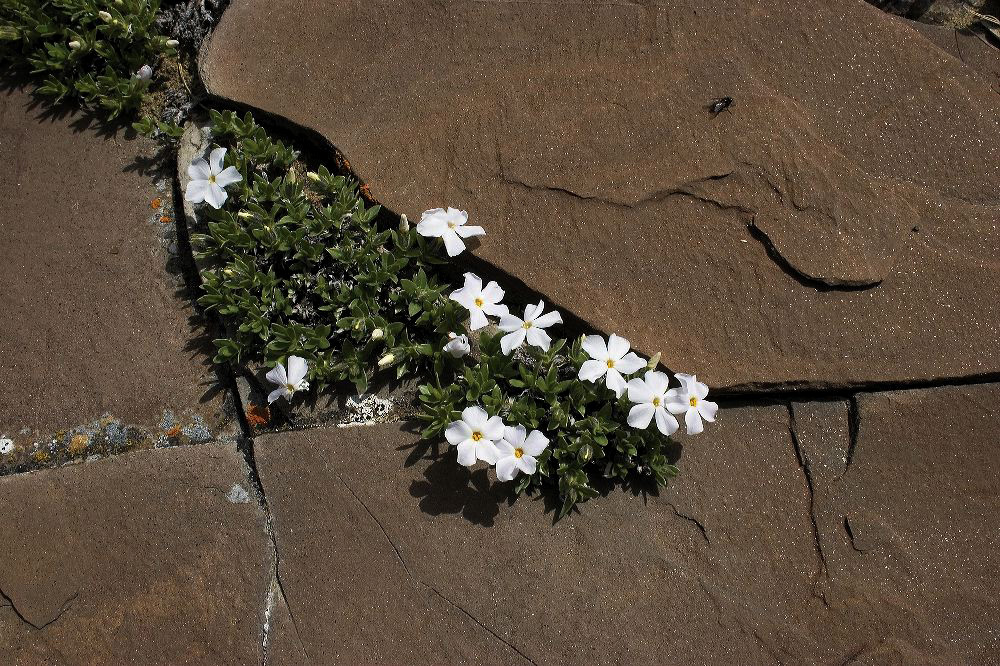 jb_phlox_002.jpg