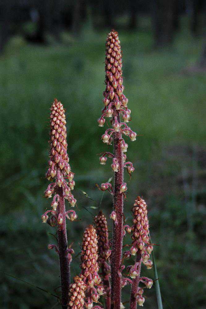 jb_pinedrops_01.jpg