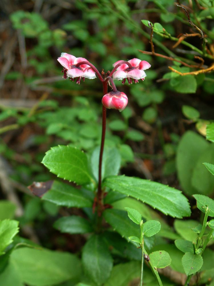 jb_pipsissewa_01.jpg