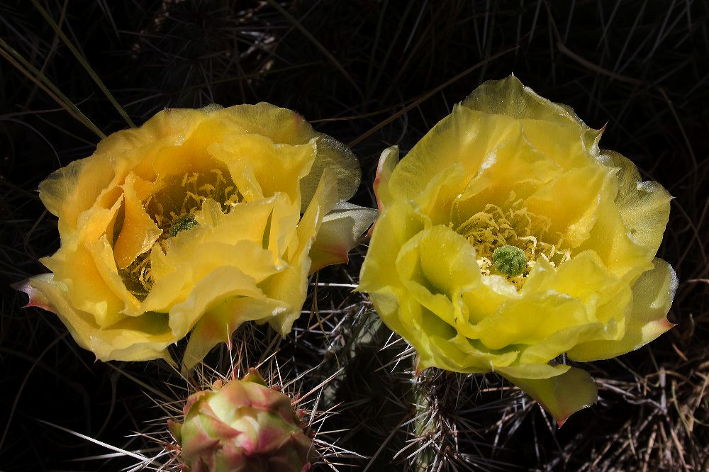jb_pricklypear_5833.jpg