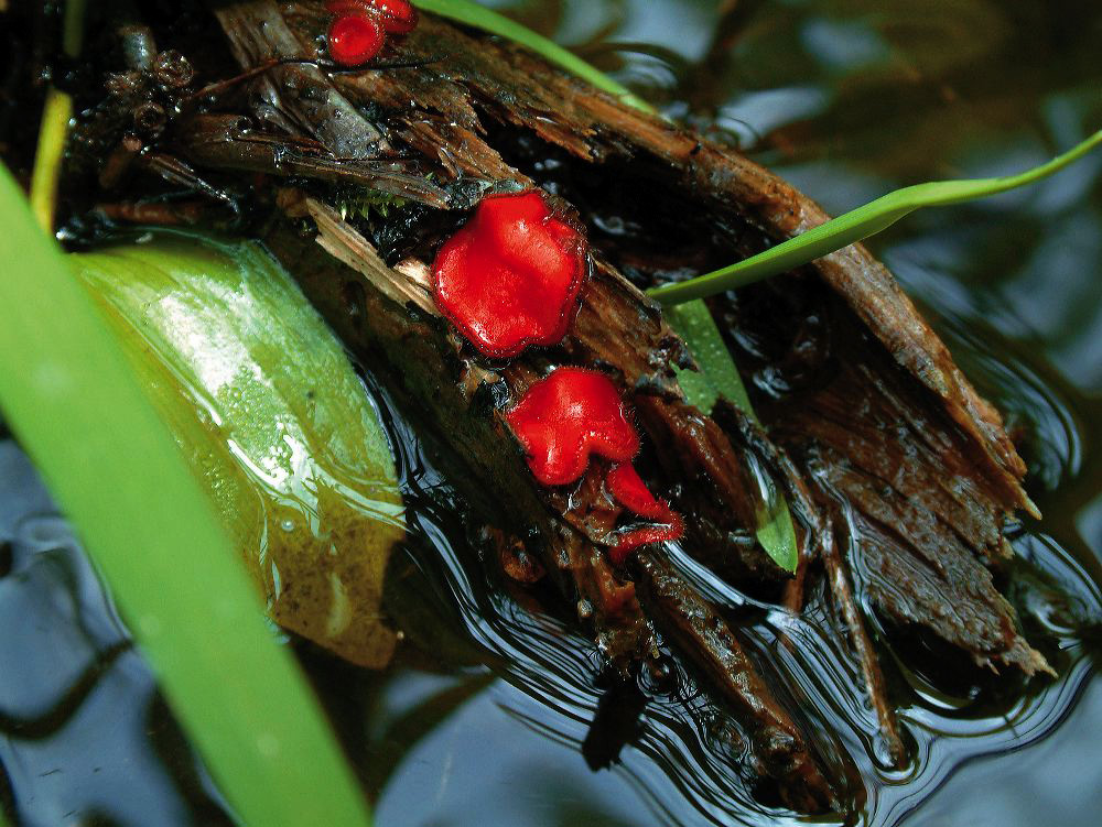 jb_redalgae_01stn.jpg