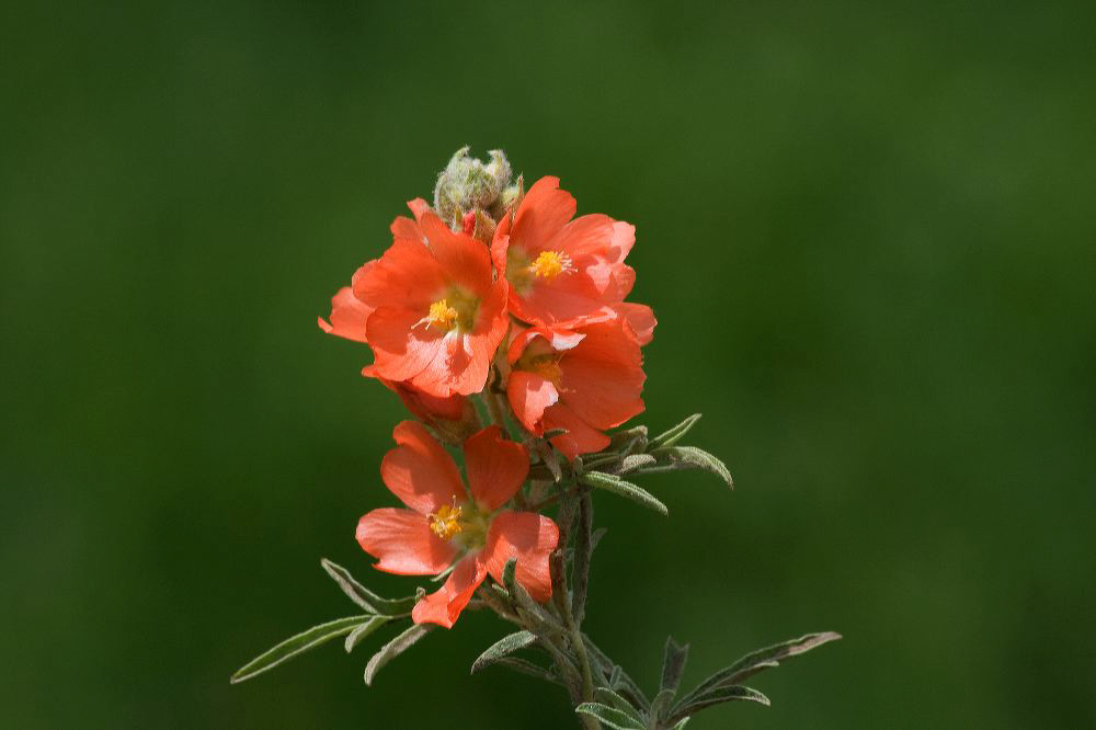 jb_scarletglobemallow_4243.jpg