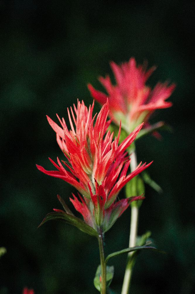 jb_scarletpaintbrush_4428.jpg