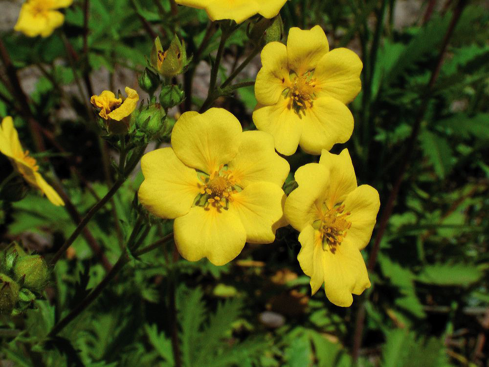 jb_shrubcinquefoil_01.jpg