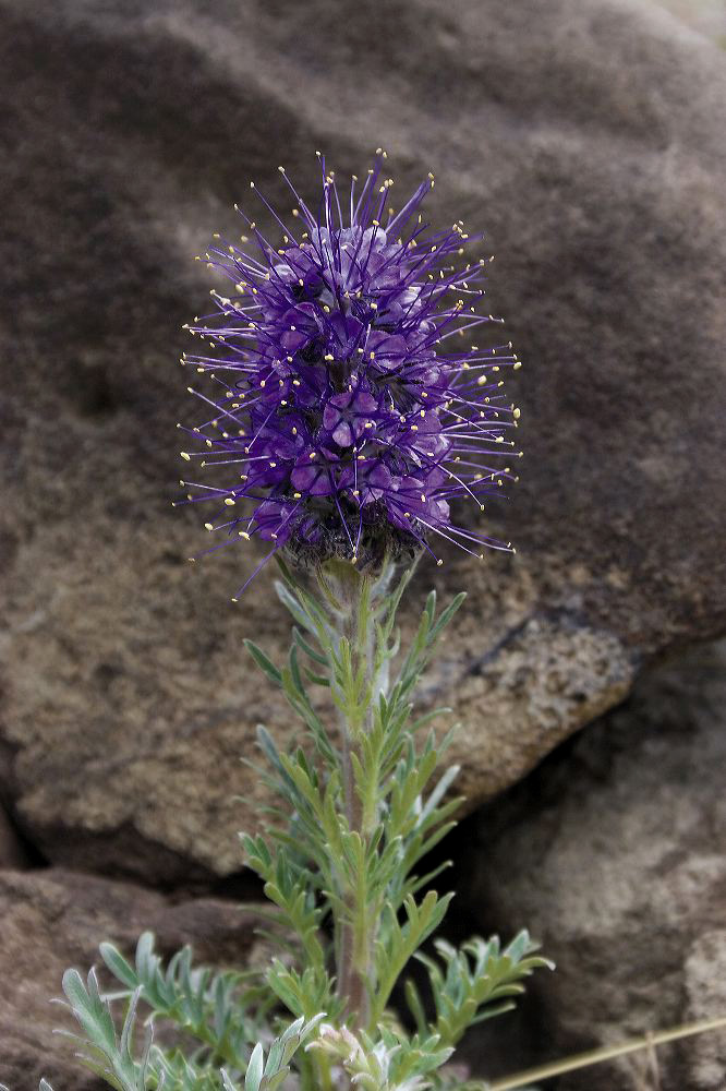 jb_silkyphacelia_01.jpg