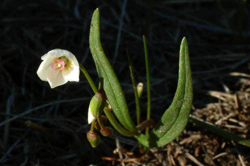 jb_springbeauty.jpg