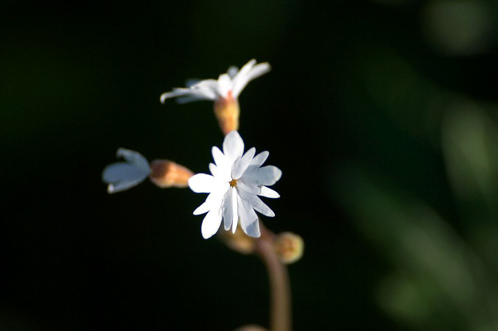 jb_starflower_4194.jpg
