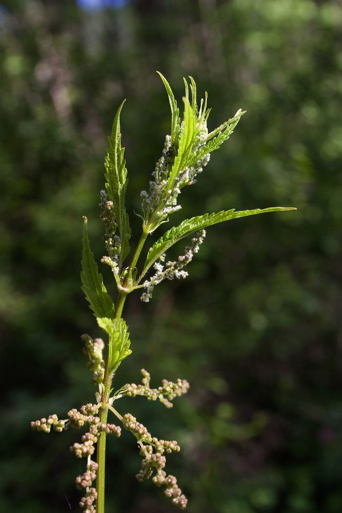 jb_stingingnettle_2465.jpg