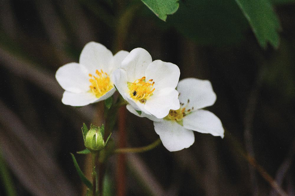 jb_strawberry_4000.jpg
